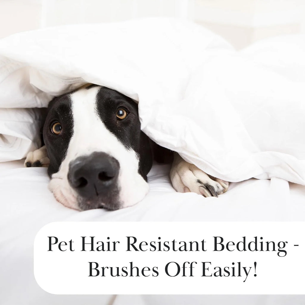 XL Twin Quilt Set w/ Pillow Sham